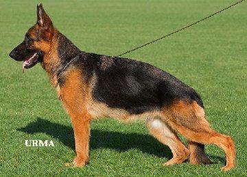 https://images.dog.ceo/breeds/germanshepherd/n02106662_1841.jpg