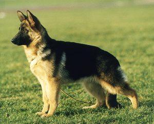 https://images.dog.ceo/breeds/germanshepherd/n02106662_19791.jpg