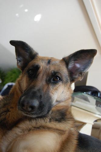 https://images.dog.ceo/breeds/germanshepherd/n02106662_22456.jpg