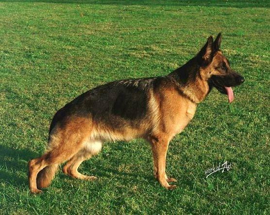 https://images.dog.ceo/breeds/germanshepherd/n02106662_22764.jpg