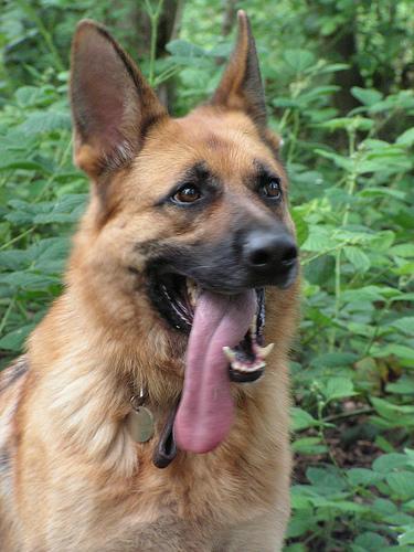 https://images.dog.ceo/breeds/germanshepherd/n02106662_26549.jpg