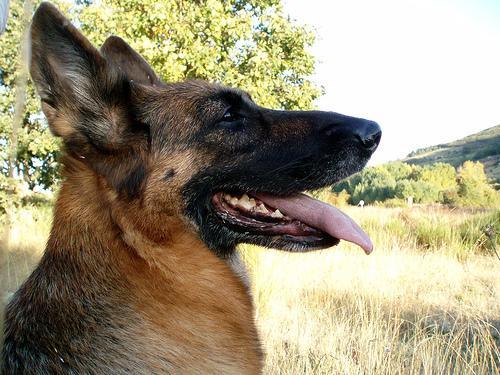 https://images.dog.ceo/breeds/germanshepherd/n02106662_2740.jpg