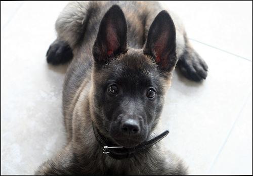 https://images.dog.ceo/breeds/germanshepherd/n02106662_2753.jpg