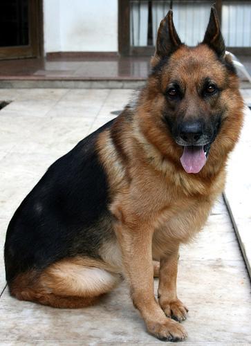 https://images.dog.ceo/breeds/germanshepherd/n02106662_2810.jpg