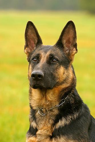 https://images.dog.ceo/breeds/germanshepherd/n02106662_320.jpg