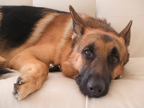 https://images.dog.ceo/breeds/germanshepherd/n02106662_3431.jpg