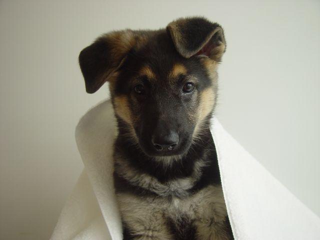 https://images.dog.ceo/breeds/germanshepherd/n02106662_3953.jpg