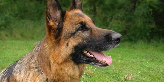 https://images.dog.ceo/breeds/germanshepherd/n02106662_4059.jpg