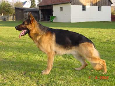 https://images.dog.ceo/breeds/germanshepherd/n02106662_4522.jpg