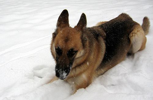 https://images.dog.ceo/breeds/germanshepherd/n02106662_5169.jpg