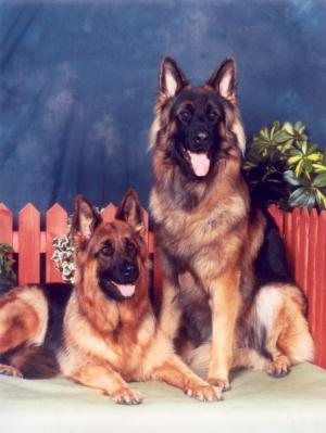 https://images.dog.ceo/breeds/germanshepherd/n02106662_620.jpg