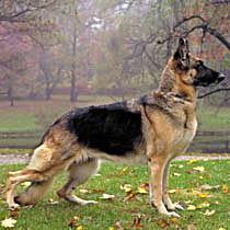 https://images.dog.ceo/breeds/germanshepherd/n02106662_662.jpg