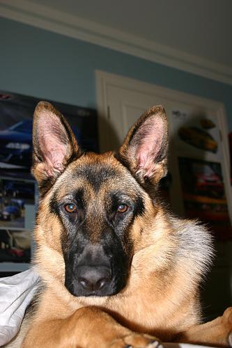 https://images.dog.ceo/breeds/germanshepherd/n02106662_695.jpg