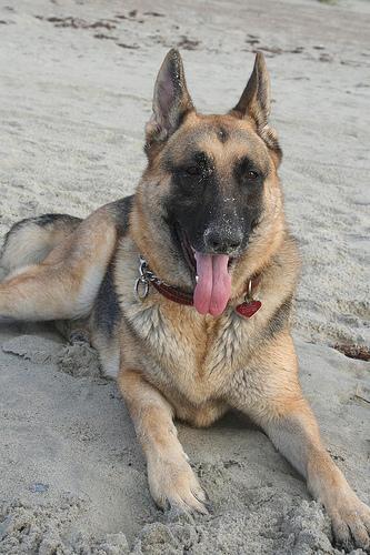 https://images.dog.ceo/breeds/germanshepherd/n02106662_8870.jpg