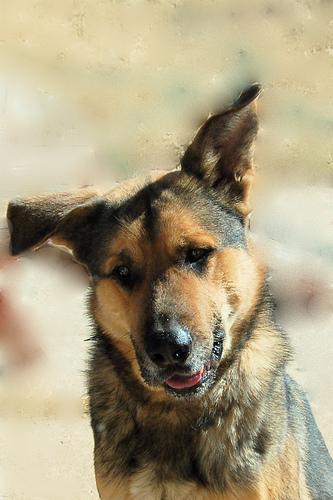 https://images.dog.ceo/breeds/germanshepherd/n02106662_9292.jpg