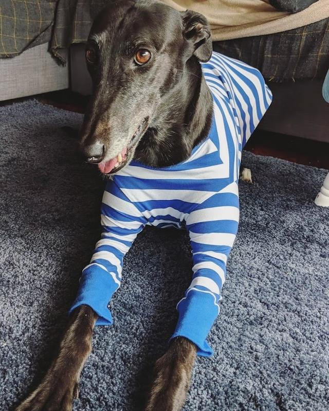 https://images.dog.ceo/breeds/greyhound/Cordelia.jpg