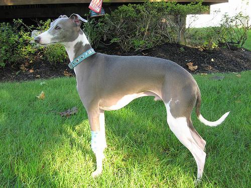 https://images.dog.ceo/breeds/greyhound-italian/n02091032_10688.jpg