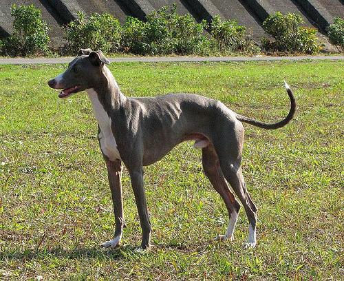 https://images.dog.ceo/breeds/greyhound-italian/n02091032_1100.jpg