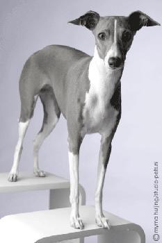 https://images.dog.ceo/breeds/greyhound-italian/n02091032_11088.jpg