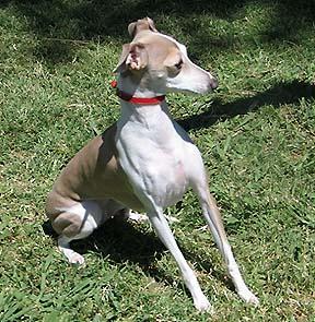 https://images.dog.ceo/breeds/greyhound-italian/n02091032_1121.jpg