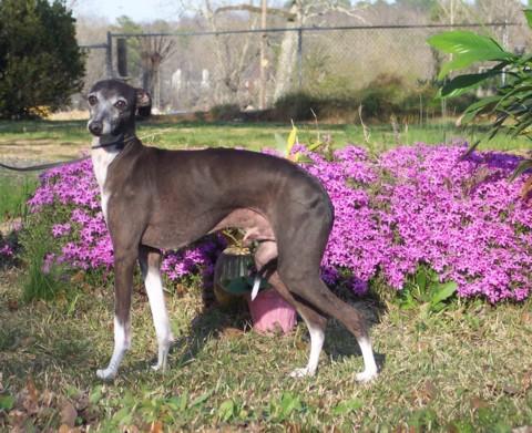 https://images.dog.ceo/breeds/greyhound-italian/n02091032_11843.jpg