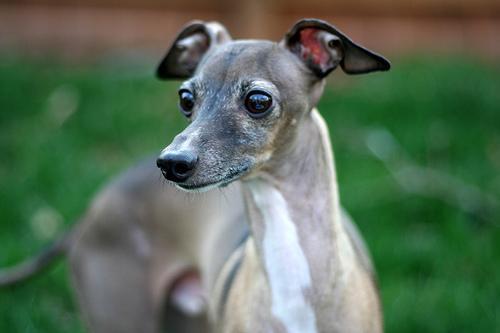 https://images.dog.ceo/breeds/greyhound-italian/n02091032_1360.jpg