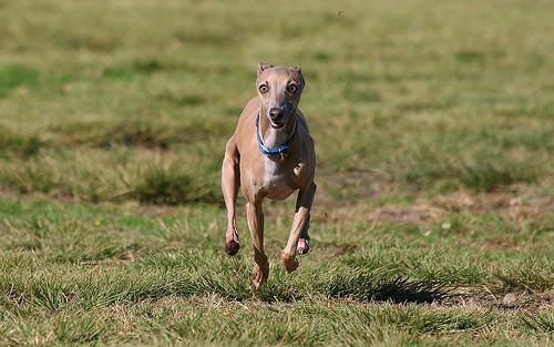 https://images.dog.ceo/breeds/greyhound-italian/n02091032_1547.jpg