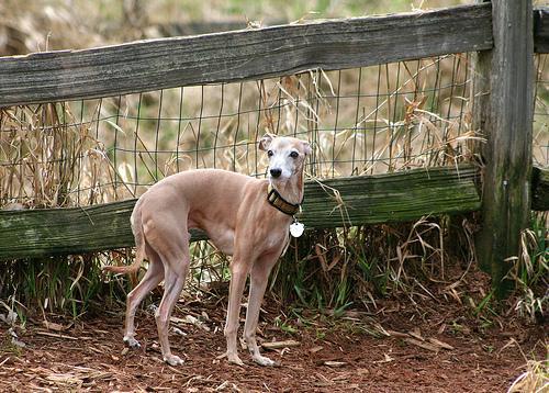 https://images.dog.ceo/breeds/greyhound-italian/n02091032_1649.jpg