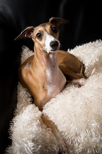 https://images.dog.ceo/breeds/greyhound-italian/n02091032_1684.jpg