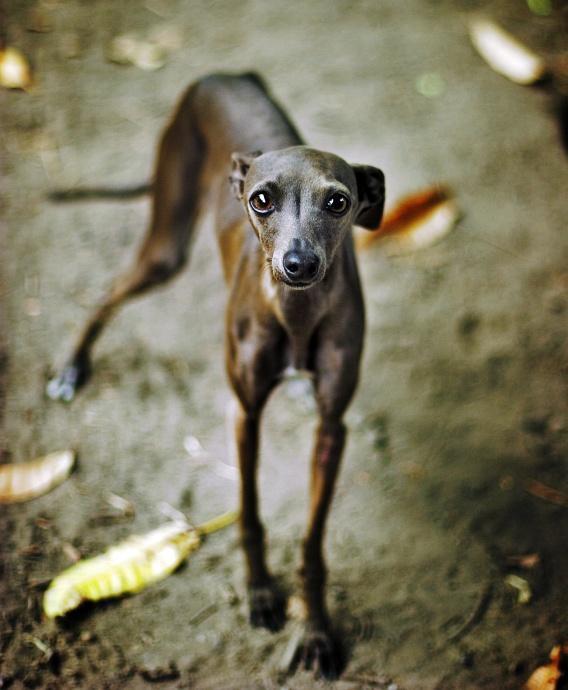 https://images.dog.ceo/breeds/greyhound-italian/n02091032_1690.jpg