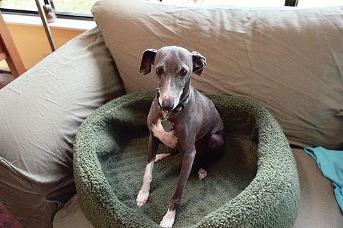 https://images.dog.ceo/breeds/greyhound-italian/n02091032_1783.jpg