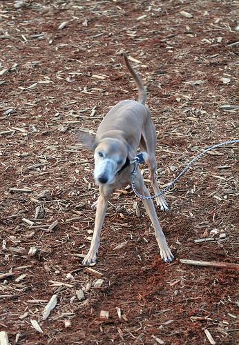 https://images.dog.ceo/breeds/greyhound-italian/n02091032_1884.jpg