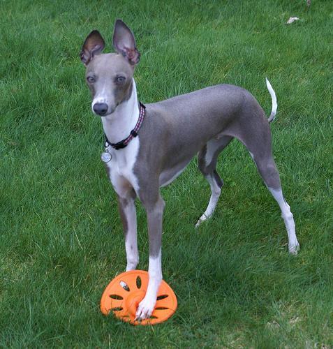 https://images.dog.ceo/breeds/greyhound-italian/n02091032_378.jpg