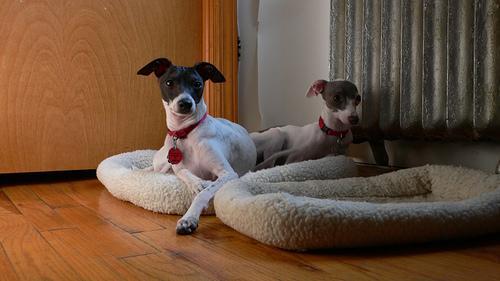 https://images.dog.ceo/breeds/greyhound-italian/n02091032_4004.jpg