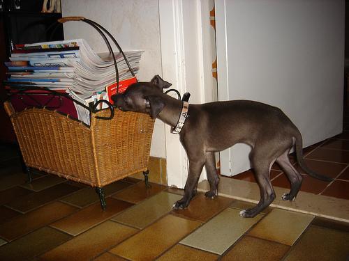 https://images.dog.ceo/breeds/greyhound-italian/n02091032_4970.jpg