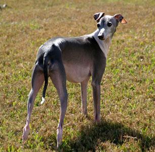 https://images.dog.ceo/breeds/greyhound-italian/n02091032_5093.jpg