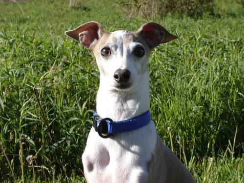 https://images.dog.ceo/breeds/greyhound-italian/n02091032_561.jpg