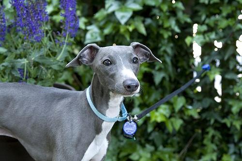 https://images.dog.ceo/breeds/greyhound-italian/n02091032_6037.jpg