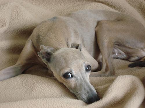 https://images.dog.ceo/breeds/greyhound-italian/n02091032_652.jpg