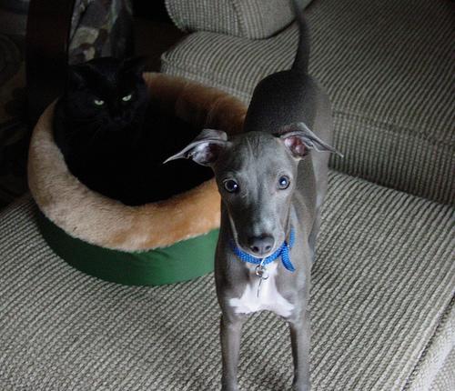 https://images.dog.ceo/breeds/greyhound-italian/n02091032_7188.jpg