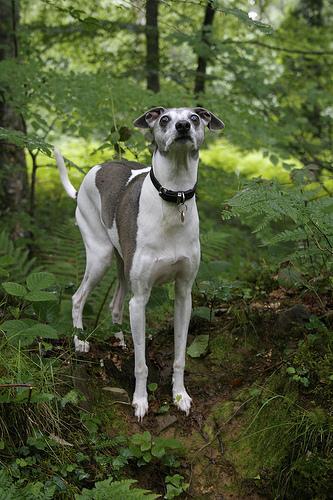 https://images.dog.ceo/breeds/greyhound-italian/n02091032_7499.jpg