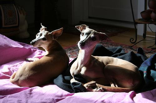 https://images.dog.ceo/breeds/greyhound-italian/n02091032_7548.jpg