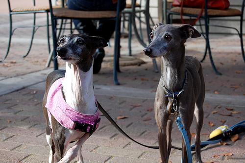 https://images.dog.ceo/breeds/greyhound-italian/n02091032_770.jpg