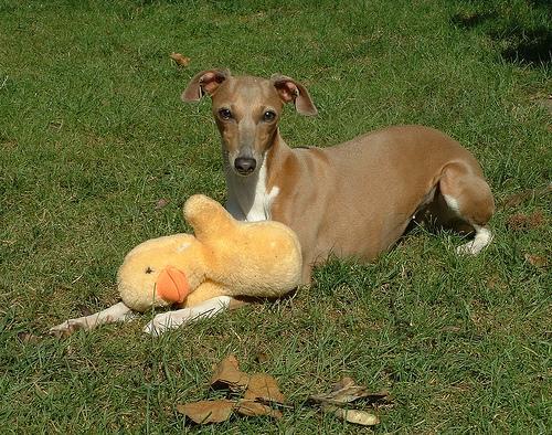 https://images.dog.ceo/breeds/greyhound-italian/n02091032_7831.jpg