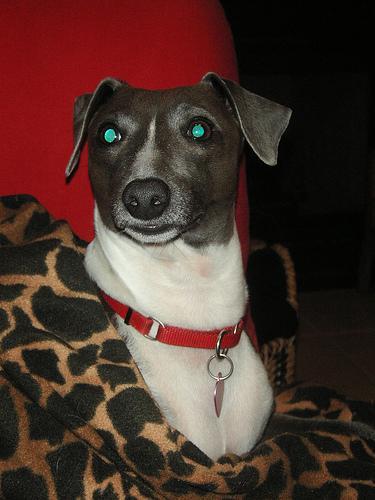 https://images.dog.ceo/breeds/greyhound-italian/n02091032_8093.jpg