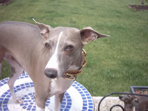 https://images.dog.ceo/breeds/greyhound-italian/n02091032_8150.jpg