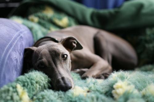 https://images.dog.ceo/breeds/greyhound-italian/n02091032_8298.jpg