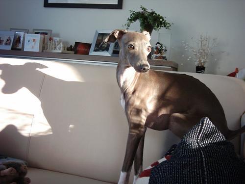 https://images.dog.ceo/breeds/greyhound-italian/n02091032_9018.jpg