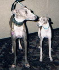 https://images.dog.ceo/breeds/greyhound-italian/n02091032_904.jpg