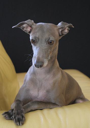 https://images.dog.ceo/breeds/greyhound-italian/n02091032_907.jpg